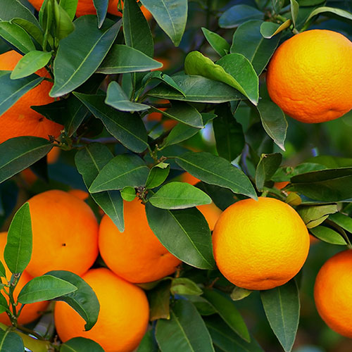 oranges_500x500